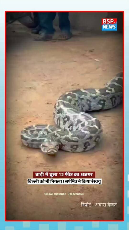 बाड़ी में घुसा 12 फीट लंबा विशालकाय अजगर, बिल्ली को निगला 😱 सर्प मित्र ने किया सुरक्षित रेस्क्यू। Pendra छत्तीसगढ़
#GPM #Pendra #PythonRescue #SnakeRescue #Chhattisgarh