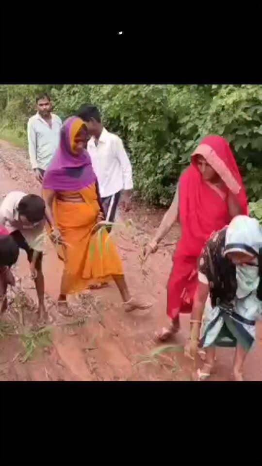कीचड़ से सनी सड़क पर धान की रोपाई, ग्रामीणों का अनोखा विरोध! पटोहा-नए घरन मार्ग की बदहाली पर फूटा गुस्सा, बोले—सड़क नहीं तो खेत ही सही!