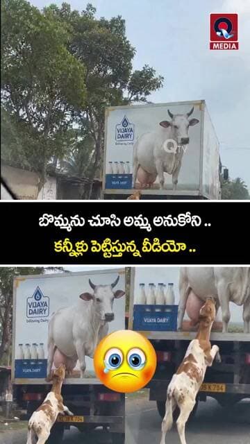 Calf Mistakes Cow Picture on Truck for Its Mother! | An Emotional Moment #shorts #ytshorts