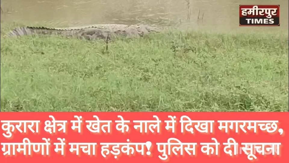 हमीरपुर जिले में यहाँ खेत के नाले में दिखा मगरमच्छ, ग्रामीणों में मचा हड़कंप
📍 कुरारा, हमीरपुर
बरसात के बीच कुरारा क्षेत्र की पतारा ग्राम पंचायत के हरेहटा गांव में खेतों के बीच बने नाले में मगरमच्छ दिखाई देने से ग्रामीणों में हड़कंप मच गया। मगरमच्छ को देखकर ग्रामीणों में दहशत का माहौल है।
ग्रामीणों का कहना है कि नाले में मगरमच्छ दिखाई देने के बाद खेतों की ओर जाने वाले लोगों में डर बना हुआ है। ग्रामीणों ने संबंधित अधिकारियों से मगरमच्छ को सुरक्षित रेस्क्यू कराने की मांग की है।
📌 मामला थाना क्षेत्र हरेहटा गांव का है।
#Hamirpur #Kurara #Harehta #Crocodile #हमीरपुर #कुरारा #हरेहटा #मगरमच्छ #BreakingNews #UPNews
@hamirpurpolice