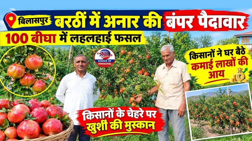 बिलासपुर : बरठीं में अनार की बंपर पैदावार, 100 बीघा में लहलहाई फसल, किसानों ने घर बैठे कमाई लाखों की आय
https://youtu.be/sILPv6ds9Mw
#HPShivaProject #Bilaspur #PomegranateFarming #HimachalPradesh #FarmersProsperity #AgriInnovation #ewn24news #choiceofhimachal #BhagwaPomegranate #HimachalPradeshAgriculture #RuralEconomy #fruitfarmingvideo