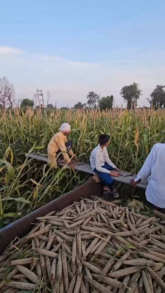 🌾 #किसान का देसी जुगाड़!
बाजरे की ऊँची सीटियाँ तोड़ने का शानदार तरीका 🚜🔥