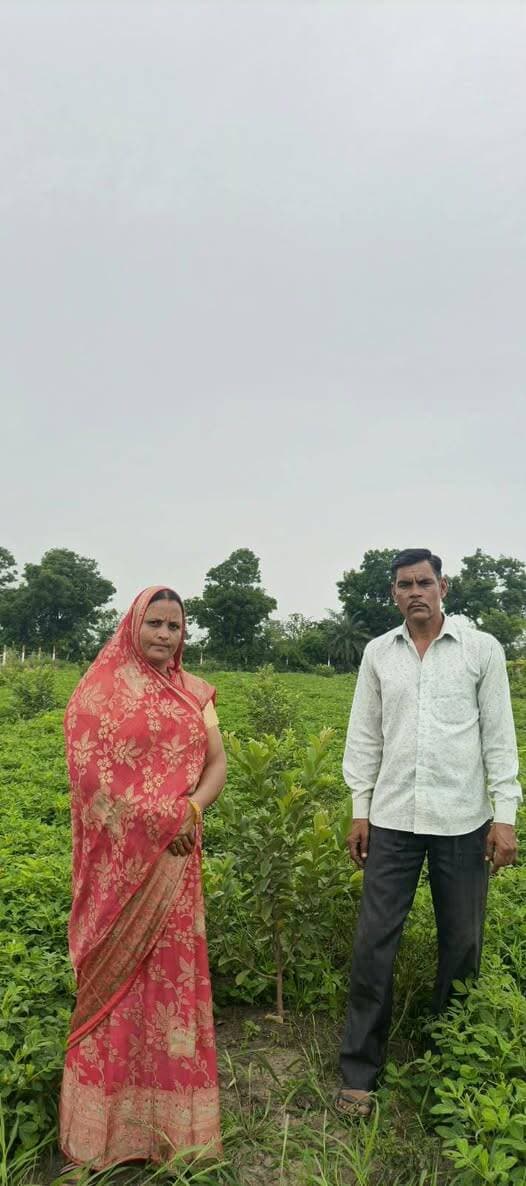 #सफलता_की_कहानी
‘एक बगिया मां के नाम’ से 312 महिलाओं के खेतों में समृद्धि की बगिया
तुलसीबाई ने 100 अमरूद के पौधों से दिखाई आत्मनिर्भरता की राह
नीमच, 6 सितंबर 2026। ग्रामीण महिलाओं को पारंपरिक कृषि के साथ उद्यानिकी से जोड़कर उनकी आजीविका को सशक्त बनाने की दिशा में ‘एक बगिया मां के नाम’ परियोजना प्रभावी पहल साबित हो रही है। पंचायत एवं ग्रामीण विकास विभाग द्वारा विकसित भारत गारंटी का रोजगार एवं आजीविका मिशन ग्रामीण (वीबी-जी राम जी) के अंतर्गत संचालित इस परियोजना के माध्यम से महिला स्वयं सहायता समूहों की सदस्यों को अपने खेतों में फलदार पौधों की बगिया विकसित करने के लिए प्रोत्साहित किया जा रहा है।
नीमच जिले में कलेक्टर श्री हिमांशु चंद्रा एवं मुख्य कार्यपालन अधिकारी जिला पंचायत श्री अमन वैष्णव के मार्गदर्शन में परियोजना का प्रभावी क्रियान्वयन किया जा रहा है। गत वर्ष जिले में 312 महिला स्वयं सहायता समूह सदस्यों के खेतों में 100-100 फलदार पौधों का रोपण किया गया।
अमरूद की बगिया बनी आत्मनिर्भरता की मिसाल
विकासखंड जावद के ग्राम पंचायत मोडी की महिला स्वयं सहायता समूह सदस्य एवं कृषि सखी श्रीमती तुलसीबाई मेघवाल ने योजना का लाभ उठाकर अपने खेत में पिंक ताइवान अमरूद के 100 पौधे लगाए। पौधों की सुरक्षा के लिए खेत के चारों ओर वायर फेंसिंग तथा सिंचाई के लिए जल कुंड की व्यवस्था की। बागवानी के साथ अंतरवर्ती फसल के रूप में सोयाबीन, मूंगफली और अलसी की खेती कर उन्होंने अतिरिक्त उत्पादन भी प्राप्त किया।
परियोजना के अंतर्गत पौधों के रोपण एवं देखभाल संबंधी कार्यों के लिए तुलसीबाई को 42 हजार रुपये की मजदूरी प्राप्त हुई है। वहीं वायर फेंसिंग,पोल, दवाई एवं पौधों से संबंधित कार्यों के लिए 54 हजार रुपये के भुगतान की प्रविष्टि वीबी-जी राम जी पोर्टल पर दर्ज की गई है।
एक महिला की पहल से जुड़ीं 14 अन्य महिलाएं
तुलसीबाई ने योजना का लाभ स्वयं लेने के साथ गांव की अन्य महिलाओं को भी इससे जोड़ने की पहल की। उनके प्रयासों से ग्राम की 14 अन्य महिला स्वयं सहायता समूह सदस्यों के यहां भी बगिया परियोजनाएं स्वीकृत हुई हैं। ग्राम मोदी में नींबू, अमरूद, संतरा और सीताफल की बगिया विकसित की जा रही हैं।
मुख्यमंत्री डॉ. मोहन यादव के प्रति व्यक्त किया आभार
तुलसीबाई मेघवाल ने मुख्यमंत्री डॉ. मोहन यादव के प्रति आभार व्यक्त करते हुए कहा कि शासन की जनकल्याणकारी योजनाओं से ग्रामीण महिलाओं को अपने खेत में ही रोजगार और आय के नए अवसर मिल रहे हैं। उन्होंने कहा कि ‘एक बगिया मां के नाम’ परियोजना महिलाओं को आत्मनिर्भर बनाने के साथ उनकी आजीविका को स्थायी रूप से मजबूत करने की दिशा में महत्वपूर्ण पहल है।
‘एक बगिया मां के नाम’ परियोजना के माध्यम से खेती के साथ उद्यानिकी को बढ़ावा देकर ग्रामीण महिलाओं के लिए अतिरिक्त आय, स्थानीय रोजगार और दीर्घकालिक आजीविका के नए अवसर सृजित हो रहे हैं। तुलसीबाई मेघवाल की पहल इसका जीवंत उदाहरण है कि सरकारी योजनाओं का प्रभावी क्रियान्वयन और हितग्राहियों की सक्रिय भागीदारी ग्रामीण अर्थव्यवस्था को नई दिशा दे सकती है।
CM Madhya Pradesh
Jansampark Madhya Pradesh
Department of Horticulture, Madhya Pradesh
Panchayat, Rural Development and Social Welfare Department of Madhya Pradesh
#Neemuch
#नीमच