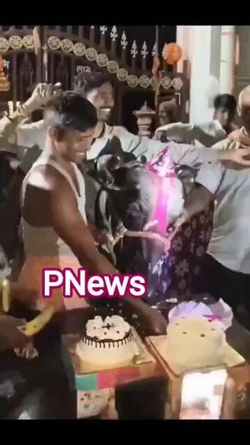 बलिया में भैंस ‘बसंती’ का अनोखा Birthday Celebration, केक काटकर मनाया चौथा जन्मदिन #pnews