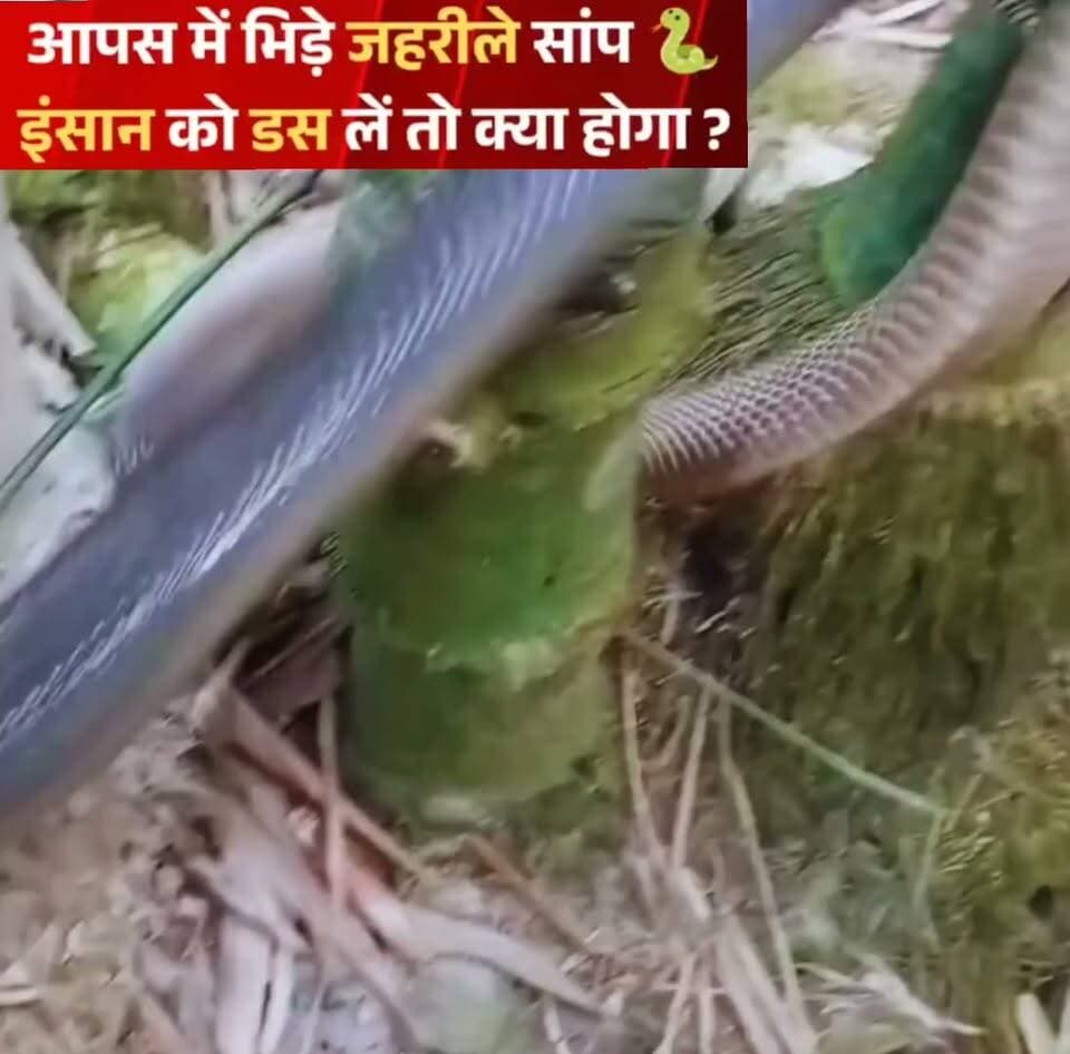 दो जहरीले सांपों की भीषण भिड़ंत का वीडियो हुआ वायरल, जानकारों ने बताई सर्पदंश पर सावधानियां
सोशल मीडिया पर दो बड़े सांपों के आपस में भिड़ने का एक खौफनाक वीडियो तेजी से वायरल हो रहा है। वीडियो में दोनों सांप एक-दूसरे पर आक्रामक तरीके से हमला करते नजर आ रहे हैं। इस डरावने दृश्य को देखकर यूजर्स के बीच उत्सुकता के साथ-साथ डर का माहौल भी है।
इस वीडियो के साथ ही जहरीले सांपों के काटने और उससे होने वाले खतरों को लेकर भी चर्चा शुरू हो गई है। विशेषज्ञों के अनुसार, किसी जहरीले सांप का काटना एक गंभीर 'मेडिकल इमरजेंसी' (चिकित्सा आपातकाल) होता है, जो समय पर इलाज न मिलने पर जानलेवा साबित हो सकता है।