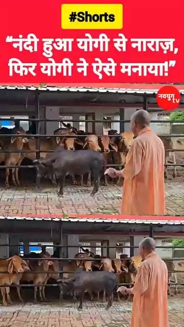 “नंदी हुआ योगी से नाराज़, फिर योगी ने ऐसे मनाया!” #yogiadityanath #reels #viralvideo #shorts #bjp