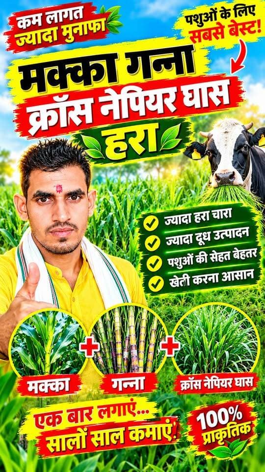 मक्का क्रॉस नेपियर अब किसानों की पहली पसंद ✅ | दूध बढ़ाने वाला हरा चारा #मक्काक्रॉसनेपियर #हराचारा #MakkaGreenFodder #CrossNapier