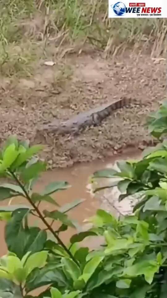 खागामऊ में हिरन नदी किनारे दिखा मगरमच्छ
वन विभाग की टीम पहुंचने से पहले नदी में गया; अमले ने लोगों को नदी किनारे नहीं जाने की दी समझाइश