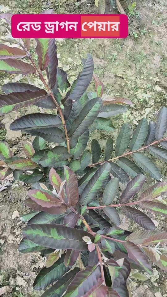 বাংলা সব থেকে জনপ্রিয় পিয়ারা