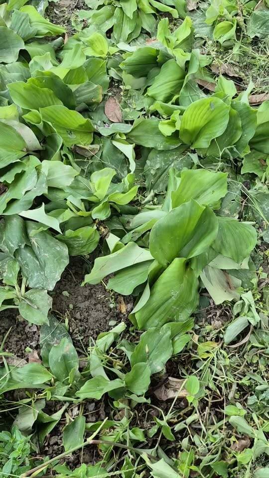 বাংলায় একাঙ্গী গাছের সফলতা # একাঙ্গী #চাষ # এগ্রিকালচার
