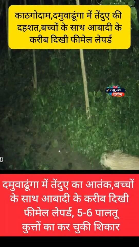 काठगोदाम,दमुवाढूंगा में तेंदुए की दस्तक, बच्चों के साथ आबादी के करीब दिखी फीमेल लेपर्ड...
#haldwanicity #haldwaninews #kathgodam #leapord