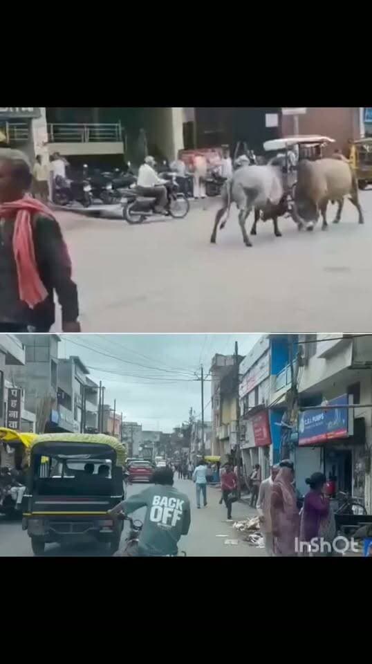 राठ में अन्ना सांडो का आतंक.