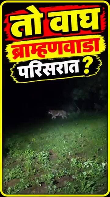 Tiger Attack : तो नरभक्षी वाघ ब्राह्मणवाडा (पाठक ) परिसरात ? सर्वत्र खळबळ #gavran90