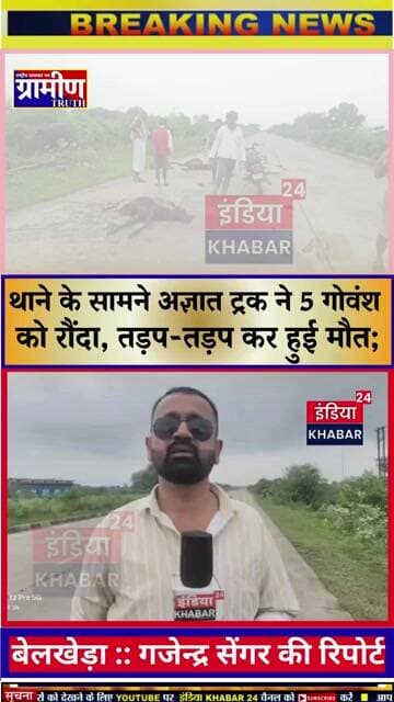 बेलखेड़ा:थाने के सामने अज्ञात ट्रक ने 5 गोवंश को रौंदा,तड़प-तड़प कर हुई मौत;कागजों पर चल रहीं गौशाला