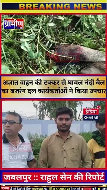 बरेला - अज्ञात वाहन की टक्कर से घायल नंदी बैल का बजरंग दल कार्यकर्ताओं ने किया त्वरित उपचार