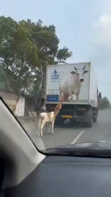 अपनी माँ को ढूंढता यह नन्हा बछड़ा गाय की तस्वीर को ही माँ समझकर उससे दूध पीने की कोशिश करता नजर आया। मासूमियत और ममता की तलाश का यह वीडियो सोशल मीडिया पर लोगों को भावुक कर रहा है।
#ViralVideo #ViralReels #Cow #Calf #MotherLove #MotherBabyBond #AnimalLove #AnimalEmotions #SaveAnimals #CowLove #CalfLove #HeartTouching #EmotionalVideo #ViralNews #Humanity #AnimalWelfare #MotherAndChild #दर्दनाकवीडियो #नन्हाबछड़ा #मांकीममता #इंसानियत #गाय #बछड़ा #वायरलवीडियो