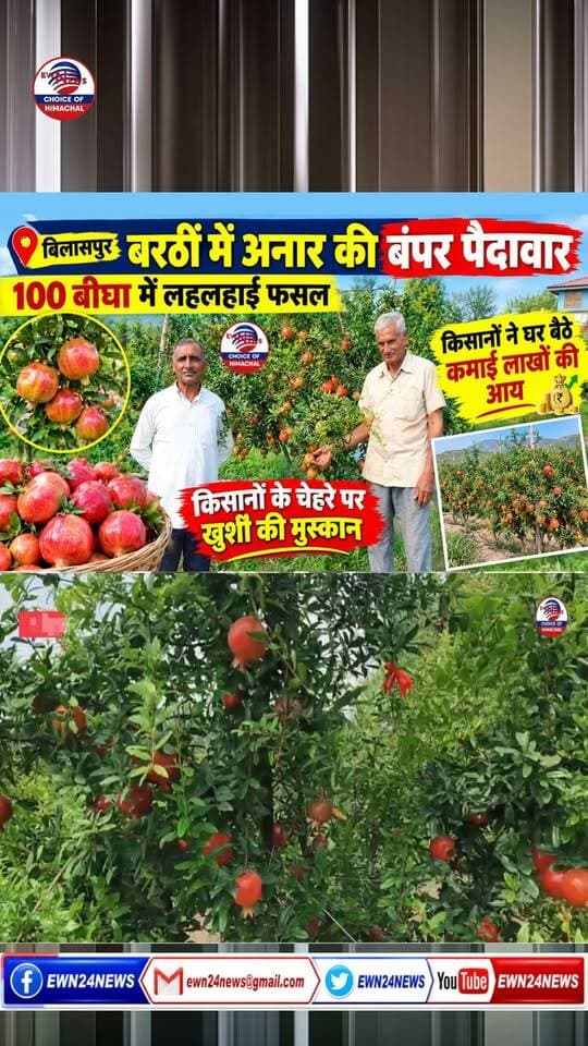 बिलासपुर : बरठीं में अनार की बंपर पैदावार ....
#HPShivaProject #Bilaspur #PomegranateFarming #HimachalPradesh #FarmersProsperity #AgriInnovation #ewn24news #choiceofhimachal #BhagwaPomegranate