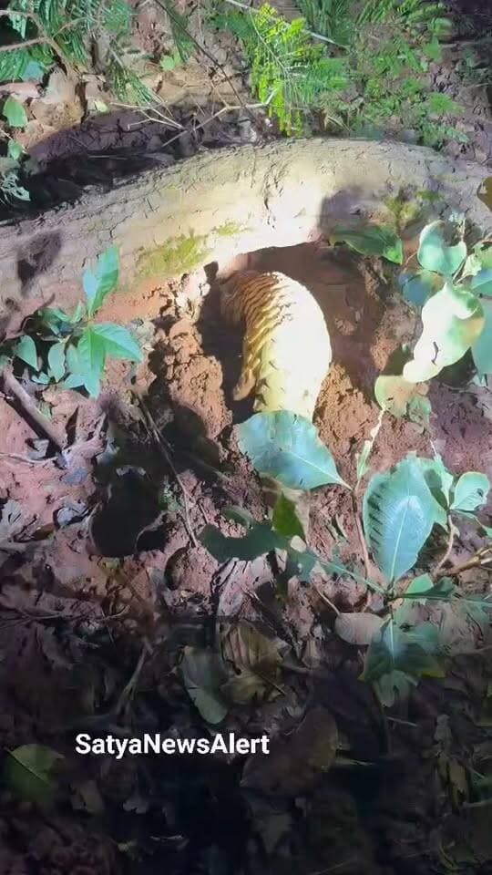 Pangolin Released Into Dense Forest!
Three days after being rescued by the Bonai Forest Division, a pangolin was released into a dense forest on the directions of the court, keeping its safety and protection in mind.
At the time of release, Bonai DFO Yashwant Sethi, ACF and other forest department officials were present.
A safe return to the wild!
#Pangolin #WildlifeRescue #Bonai #ForestDepartment #WildlifeProtection #Odisha #SaveWildlife #ReelsNews