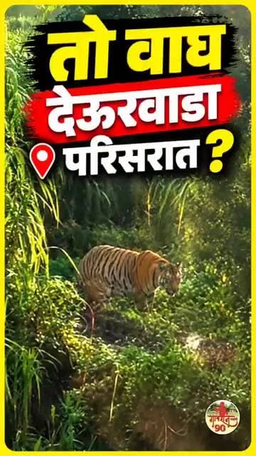 Tiger 🐯🐯 Seen Now In deurvada आता देऊरवाडा परिसरात वाघ दिसला