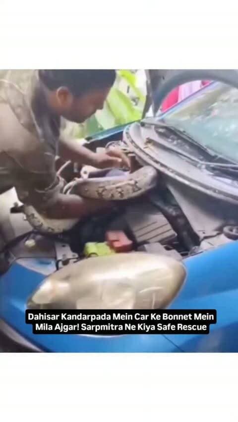 Dahisar Kandarpada Mein Car Ke Bonnet Mein Mila Ajgar! Sarpmitra Ne Kiya Safe Rescue