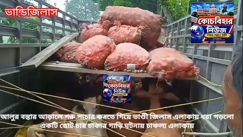 আলুর বস্তার আড়ালে ভান্ডিজিলাস এলাকায় গরু পাচার করতে গিয়ে স্থানীয়দের হাতে আটক একটি ছোট চার চাকার গাড়ি ও এক ব্যক্তি
