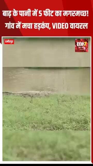 HAMIRPUR UPDATE: बाढ़ के पानी में 5 फीट का मगरमच्छ! गांव में मचा हड़कंप, VIDEO वायरल..!