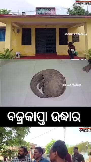 ବଜ୍ରକାପ୍ତା ଉଦ୍ଧାର @koshalaprabaha2399 @Highlight #update #viral #breakingnews #shorts #reels