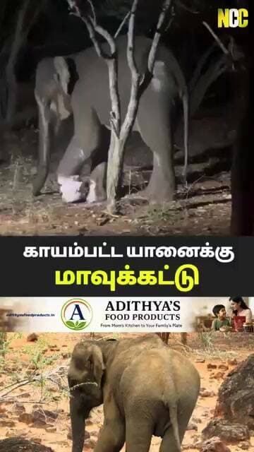 சிறுமுகையில் காலில் காயமடைந்த பெண் யானைக்கு வனத்துறையினர் சிகிச்சை அளித்து காப்பாற்றியுள்ளனர்