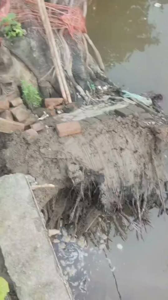 मुंगेर में बाढ़ के बीच 60-70 साल पुराना बरगद का पेड़ गिरा, टोटो बुरी तरह क्षतिग्रस्त
मुंगेर के लाल दरवाजा स्थित एक नंबर गुमटी के पास सोमवार की रात करीब 2 बजे एक विशाल बरगद का पेड़ अचानक टोटो के ऊपर गिर गया। पेड़ गिरने से टोटो बुरी तरह क्षतिग्रस्त हो गया। गनीमत रही कि घटना के वक्त टोटो में कोई सवार नहीं था, जिससे बड़ा हादसा टल गया।
स्थानीय लोगों के अनुसार, इलाके में बाढ़ का पानी प्रवेश करने के कारण पेड़ की जड़ के आसपास की मिट्टी कमजोर हो गई थी। इसी वजह से करीब 60 से 70 साल पुराने बरगद के पेड़ के गिरने की आशंका जताई जा रही है।
वहीं, टोटो चालक का कहना है कि वह बेहद गरीब है और टोटो चलाकर किसी तरह अपने परिवार का गुजर-बसर करता है। टोटो के क्षतिग्रस्त हो जाने के बाद उसके सामने रोजी-रोटी का संकट खड़ा हो गया है। चालक ने प्रशासन से टोटो की मरम्मत कराने में मदद की गुहार लगाई है।
#floodalertnz #बाढ़पीड़ित #GangaFlood #बिहार_बाढ़ #FloodUpdate #MungerNews #मुंगेर #mungerflood #गंगानदी #BiharFlood