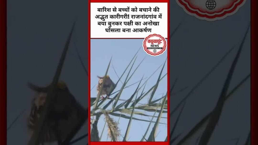प्रकृति का नायाब इंजीनियर! राजनांदगांव में बया पक्षी ने बनाया अद्भुत घोंसला, देखकर रह जाएंगे हैरान