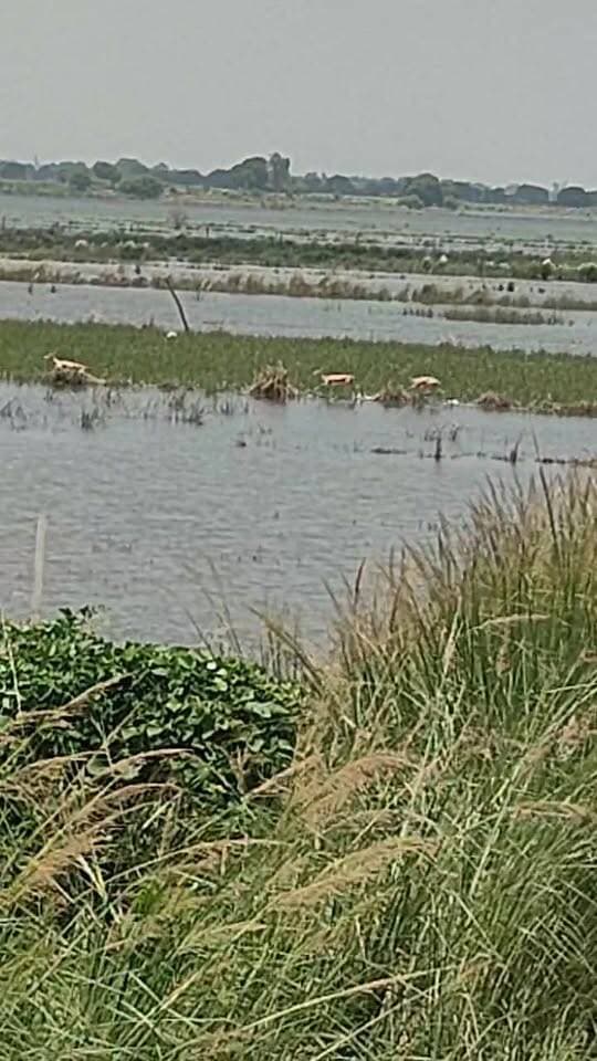 सृष्टि के बने हुए इस प्रकृति में बहुत सुंदर छवि हिरण का हमारे उतरौली में #GhazipurNews #fbyシvideo #fbpost