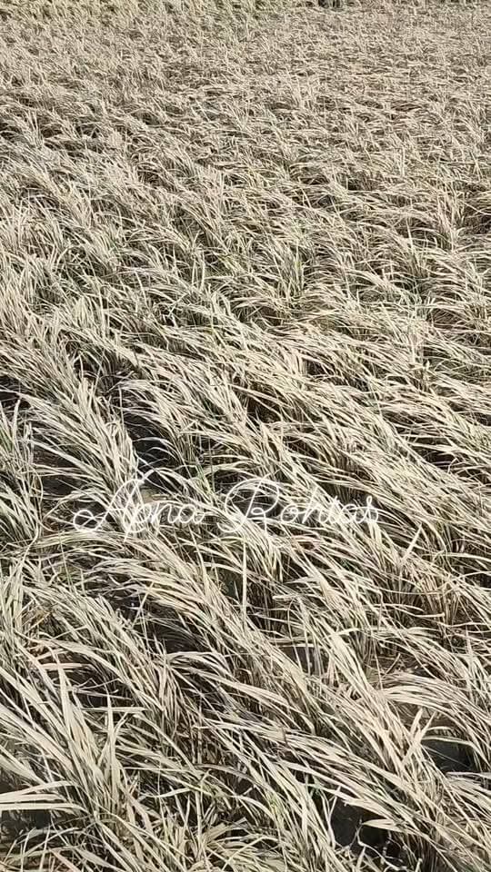 बाढ़ का पानी उतरा, लेकिन किसानों की मुसीबत नहीं!
नौहट्टा प्रखंड क्षेत्र में सोन नदी और पहाड़ी नदियों में आई भीषण बाढ़ ने किसानों की महीनों की मेहनत पर पानी फेर दिया है। बाढ़ का पानी उतरने के बाद खेतों में तबाही का मंजर दिखाई दे रहा है। सैकड़ों एकड़ में लगी धान की फसल अब गाद, मिट्टी और नदी से बहकर आए कचरे के कारण सड़ने लगी है।
कई खेतों में धान के पौधों के ऊपर सथान और कचरे की मोटी परत जम गई है। इससे पौधों को पर्याप्त धूप और हवा नहीं मिल पा रही है। लंबे समय तक पानी में डूबे रहने से पहले ही कमजोर हुए पौधे अब सड़ने लगे हैं।
किसानों का कहना है कि खेती में बीज, खाद, मजदूरी समेत काफी खर्च हो चुका है। ऐसे में फसल खराब होने से उनकी आर्थिक परेशानी और बढ़ सकती है। किसानों ने प्रशासन से जल्द फसल क्षति का सर्वे कराकर उचित मुआवजा देने की मांग की है।
प्रखंड कृषि पदाधिकारी कन्हैया सिंह ने बताया कि बाढ़ से हुई धान की फसल की क्षति का आकलन कराया जाएगा। सर्वे के बाद वास्तविक नुकसान की स्थिति सामने आएगी।
नौहट्टा, रोहतास | बिहार
#नौहट्टा #रोहतास #बाढ़ #बाढ़_का_कहर #धानकीफसल #किसान #किसानोंकीसमस्या #फसलक्षति #कृषि #किसान_मुआवजा #सोननदी #बिहारन्यूज #रोहतास_न्यूज #नौहट्टा_न्यूज #अपनारोहतास #ApnaRohtas #BiharNews #RohtasNews #FloodNews #Farmers