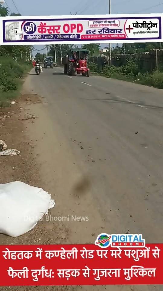 रोहतक में कण्हेली रोड पर म रे पशुओं से फैली दुर्गंध: सड़क से गुजरना मुश्किल, कीड़े पड़ने से बीमारी का ख तरा; निगम प्रशासन बेखबर