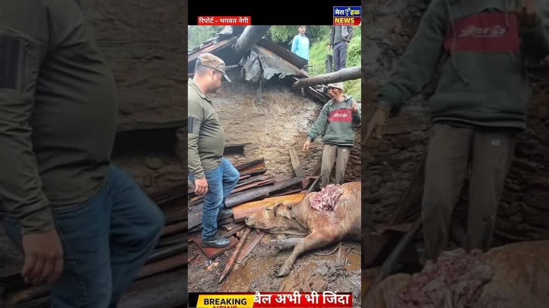 मजकोट के कुन्झाली में जंगली जानवर का आतंक, एक बैल की मौत, दूसरा घायल