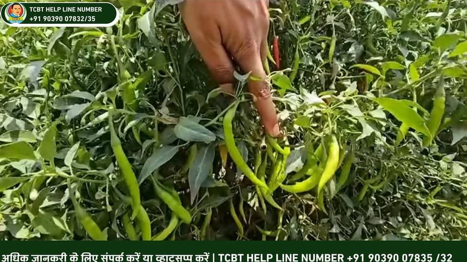 🌶️🌱 मिर्च की जैविक खेती — TCBT “पंचमहाभूत कृषि” 🌱🌶️
क्या प्राकृतिक तरीके से स्वस्थ और बेहतर मिर्च की फसल तैयार की जा सकती है? 🌿
TCBT की “पंचमहाभूत कृषि” में भूमि, जल, वायु, अग्नि और आकाश के संतुलन को ध्यान में रखते हुए खेती की एक विशेष पद्धति को समझाया जाता है। 🌍💧🔥🌬️✨
🌱 स्वस्थ मिट्टी
🌿 मजबूत जड़ों पर ध्यान
🌶️ बेहतर फसल विकास
♻️ प्राकृतिक एवं जैविक खेती की दिशा में प्रयास
📱 TCBT App डाउनलोड करें और पंचमहाभूत कृषि व TCBT तकनीक के बारे में जानें।
🌐 Website: https://tcbtjaivikkisan.com
📱 TCBT App: https://play.google.com/store/apps/details?id=com.tcbt.myapp
🛒 TCBT Products: https://products.tcbtjaivikkisan.com
▶️ YouTube: https://youtube.com/@TarachandBelji
📞 Customer Care: +91 90390 07832 | 8871271446
🌾 TCBT — स्वस्थ जड़ें • स्वस्थ मिट्टी • बेहतर उत्पादन 🌱
#TCBT #TCBTJaivikKisan #PanchMahabhutKrishi #पंचमहाभूतकृषि #मिर्चकीखेती #ChilliFarming #OrganicFarming #NaturalFarming #जैविकखेती #प्राकृतिकखेती #किसान #कृषि #TCBTतकनीक