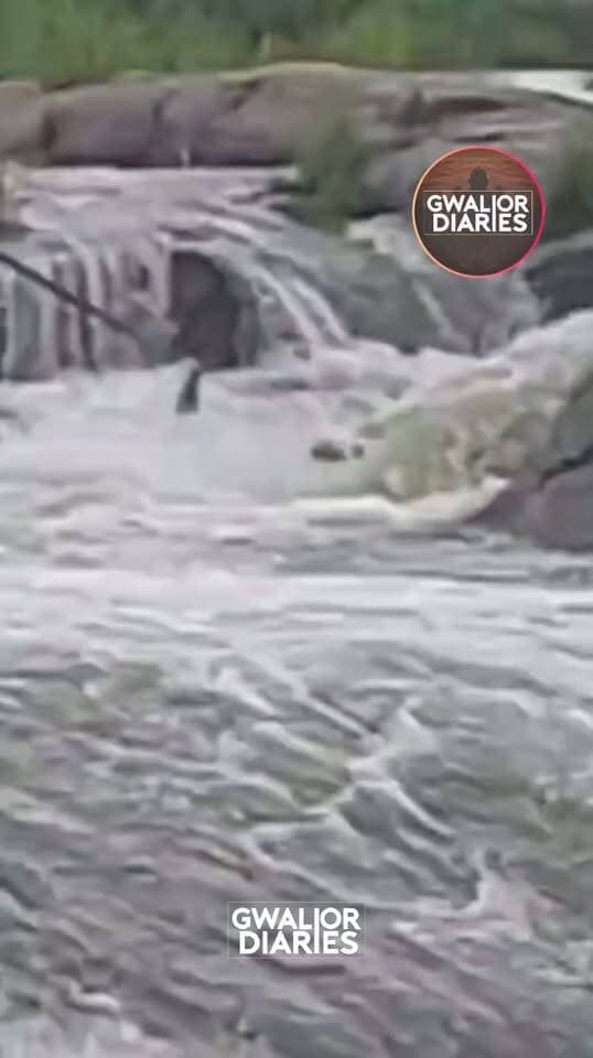 धूमेश्वर धाम में पिकनिक बनी मातम में, सिंध नदी में डूबा बाइक मैकेनिक; तौलिये की रस्सी से बचाने की कोशिश...