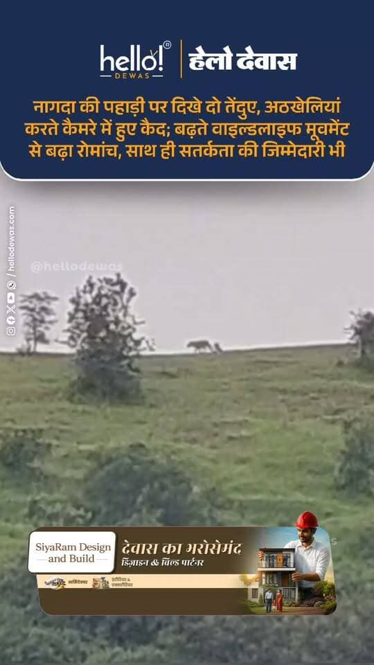 देवास। नागदा पहाड़ी के ऊपरी क्षेत्र में दो तेंदुओं का अठखेलियां करते हुए वीडियो सामने आया है। क्षेत्र के एक किसान द्वारा बनाए गए इस वीडियो में दोनों तेंदुए आपस में खेलते हुए नजर आ रहे हैं। नागदा क्षेत्र में लगातार सामने आ रहे तेंदुओं के फुटेज ने यहां बढ़ते वाइल्डलाइफ मूवमेंट को एक बार फिर चर्चा में ला दिया है।
वन्यजीवों की मौजूदगी जहां क्षेत्र की प्राकृतिक समृद्धि और बढ़ती हरियाली का संकेत दे रही है, वहीं इंसानों और पालतू पशुओं की सुरक्षा को लेकर सतर्कता भी उतनी ही जरूरी हो गई है। वन विभाग द्वारा क्षेत्र में निगरानी रखी जा रही है, ताकि वन्यजीवों के विचरण के दौरान किसी तरह की अप्रिय स्थिति न बने।
लोगों से अपील है कि तेंदुओं को देखने के लिए उनके नजदीक जाने या उनका पीछा करने की कोशिश न करें और वन्यजीवों से सुरक्षित दूरी बनाए रखें।
नागदा क्षेत्र में लगातार बढ़ता यह वाइल्डलाइफ मूवमेंट कहीं न कहीं क्षेत्र में बढ़ी हरियाली और पौधारोपण के प्रयासों का भी सकारात्मक परिणाम है। हरियाली बढ़ रही है, तो वन्यजीव भी लौट रहे हैं—अब इस खूबसूरत बदलाव के साथ इंसान और वन्यजीव, दोनों की सुरक्षा की जिम्मेदारी भी हमारी है।
.
In news ad
.
Dewas | Dewas City | Dewas Update | देवास | देवास शहर | Dewas News | Hello Dewas
#dewas #hellodewas #dewasnews