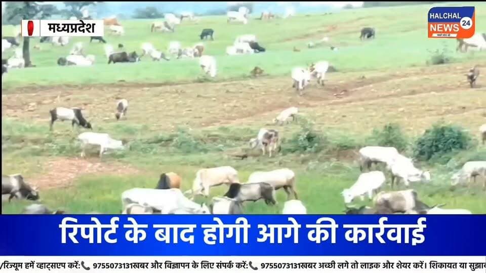 वन भूमि विवाद में दो गांव आमने-सामने, खड़ी फसल मवेशियों से चराने का आरोप
दादर घुघरी के ग्रामीणों ने कुकर्रा गांव के सैकड़ों लोगों पर लगाया आरोप, पुलिस-राजस्व और वन विभाग की संयुक्त जांच के बाद होगी आगे की कार्रवाई
डिंडौरी मेहदवानी थाना क्षेत्र के दादर घुघरी गांव में वन भूमि को लेकर रविवार को दो गांवों के ग्रामीण आमने-सामने आ गए। दादर घुघरी के ग्रामीणों ने कुकर्रा गांव के सैकड़ों लोगों पर मवेशियों के जरिए उनकी खड़ी फसल चराने का आरोप लगाया है। विवाद के बाद ग्रामीण मेहदवानी थाने पहुंचे और मामले में शिकायत दर्ज कराई।
ग्रामीणों के अनुसार, दादर घुघरी के 41 परिवारों को वन अधिकार पत्र प्राप्त हुए हैं और वे विवादित भूमि पर धान, कोदो एवं कुटकी की खेती कर रहे हैं। ग्रामीणों का आरोप है कि वर्ष 2012 से कुकर्रा गांव के लोग इस जमीन पर अपना दावा करते हुए विवाद कर रहे हैं।
आरोप है कि रविवार को कुकर्रा गांव से बड़ी संख्या में लोग मवेशियों के साथ मौके पर पहुंचे और मवेशियों से खड़ी फसल चरवा दी। घटना के बाद दादर घुघरी के ग्रामीणों ने थाने पहुंचकर शिकायत दर्ज कराई।
जमीन के स्वरूप को लेकर होगी जांच
मेहदवानी थाना प्रभारी जी.एस. उइके ने बताया कि शिकायत के आधार पर आवेदन लिया गया है और मामले की जांच की जा रही है। तहसीलदार तेजी लाल धुर्वे के साथ मौके का निरीक्षण किया जाएगा।
वहीं वन विभाग के एसडीओ सुनील अशोक ने बताया कि रेंजर को मौके पर भेजा गया है। जांच के दौरान यह स्पष्ट किया जाएगा कि विवादित भूमि वन अधिकार पत्र के तहत आती है या वन विभाग की निस्तार भूमि।
फिलहाल मामले में पुलिस, राजस्व और वन विभाग की संयुक्त जांच के बाद भूमि की स्थिति एवं दोनों पक्षों के दावों की वास्तविकता सामने आने की उम्मीद है। जांच के आधार पर आगे की कार्रवाई की जाएगी।
#Dindori #ForestLandDispute #Mehandwani #MadhyaPradesh #BreakingNews Part 14