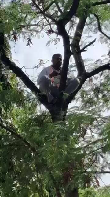Solapur : शेतकरी ऊस बिलासाठी झाडावर चढले...