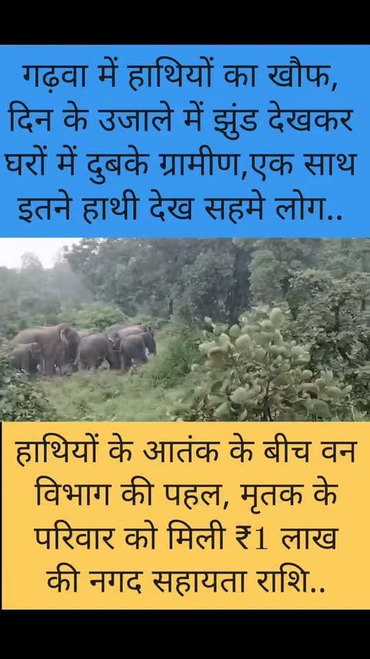दिनदहाड़े 15 से 16 हाथियों का झुंड देख दहशत में ग्रामीण, मृतक के परिवार को वन विभाग ने दी ₹100000 की सहायता राशि ।#Jharkhand #Garhwa #Chinia #ElephantAttack #WildElephants #ElephantHerd #JharkhandNews #GarhwaNews #ChiniaNews #BreakingNews #BigNews #LatestNews