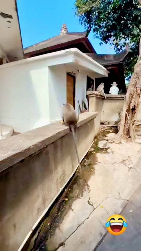 वीडियो को पूरा देखना… आखिरी वाला सीन सबसे मजेदार है 😍🔥
#highlight
#Monkey #MonkeyVideo #FunnyMonkey #ViralVideo #TrendingVideo #AnimalLovers #FunnyVideo #Nature #Wildlife #ViralReels #FacebookReels #ReelsViral #TrendingReels #DesiViral #Viral