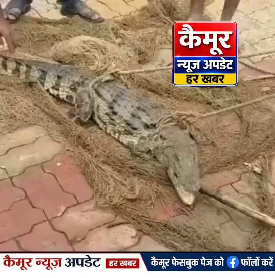 मुंडेश्वरी धाम में पोखरे से निकाला गया मगरमच्छ, श्रद्धालुओं ने ली राहत की सांस