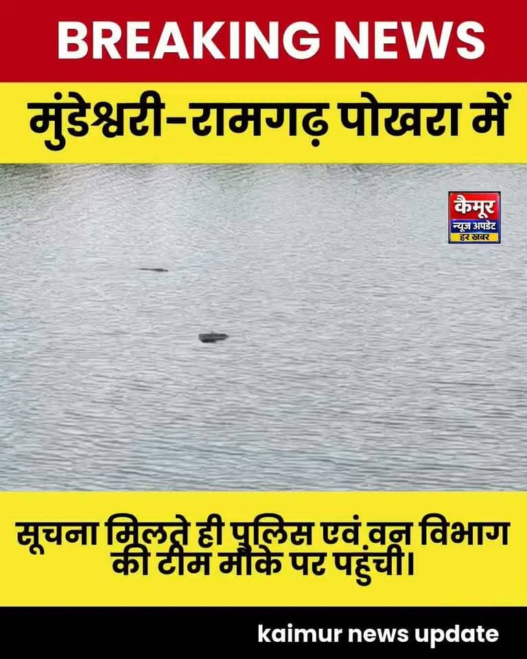 मुंडेश्वरी धाम के तालाब में दिखा मगरमच्छ, वन विभाग ने किया सुरक्षित रेस्क्यू
कैमूर। प्रसिद्ध मुंडेश्वरी धाम परिसर स्थित चाचिया पोखरा में मगरमच्छ मिलने से मौके पर हलचल मच गई।