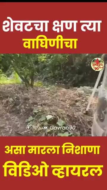 Tiger Shot Last Moment : त्या वाघीणचा शेवटचा व्हिडीओ आला समोर #Gavran90