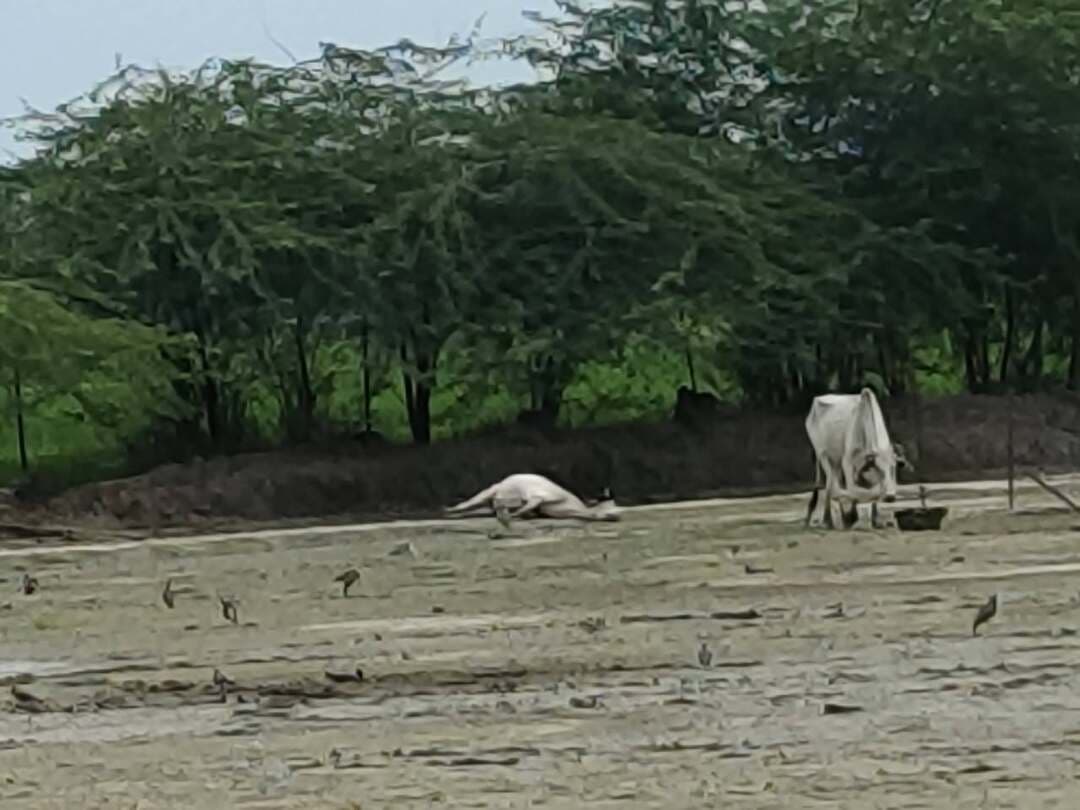 गौशाला में गोवंश की मौत से व्यवस्था पर सवाल, इलाज और चारे की व्यवस्था पर ग्रामीणों ने उठाए सवाल
रायबरेली। बहादुरपुर ब्लॉक क्षेत्र की तेंदुआ ग्राम सभा में संचालित गौशाला में गोवंशों की देखभाल को लेकर गंभीर सवाल खड़े हो रहे हैं। ग्रामीणों का आरोप है कि गौशाला में पर्याप्त चारा, पशु आहार और इलाज की व्यवस्था नहीं होने के कारण आए दिन गोवंश बीमार होकर दम तोड़ रहे हैं।
रविवार, 6 सितंबर 2026 को गौशाला के अंदर एक गोवंश मृत अवस्था में पड़ा दिखाई दिया। इसका वीडियो और फोटो भी सामने आया है। ग्रामीणों के मुताबिक गौशाला में बीमार गोवंशों के इलाज के लिए पशु चिकित्सक के नियमित रूप से नहीं पहुंचने की शिकायतें भी सामने आती रही हैं।
ग्रामीणों का आरोप है कि गोवंशों के लिए आने वाले चारे और पशु आहार की व्यवस्था में भी अनियमितता बरती जा रही है। वहीं, ग्राम प्रधान और पंचायत सचिव की भूमिका पर भी ग्रामीणों ने सवाल उठाते हुए पूरे मामले की जांच की मांग की है।
बताया जा रहा है कि गोवंश की मौत के बाद उसे गौशाला परिसर में ही मिट्टी में दफना दिया जाता है। ग्रामीणों का कहना है कि शव को दफनाने के दौरान आसपास मौजूद आवारा कुत्ते उसे नोचने लगते हैं।
ग्रामीणों ने जिलाधिकारी और संबंधित विभाग के अधिकारियों से गौशाला की व्यवस्थाओं की जांच कराकर दोषियों के खिलाफ कार्रवाई की मांग की है।अगर चाहें तो मैं इसी खबर का एंकर + वीओ + बाइट वाला टीवी न्यूज़ पैकेज भी बना सकता हूँ।