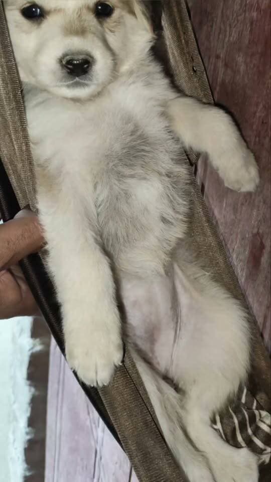dog at My home