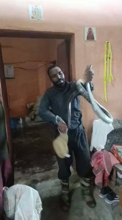 *मैहर के ग्राम डाढ़ी में विक्रम सेन के घर घुसे करीब 10 फीट लंबे रैट स्नेक का हुआ रेस्क्यू।*