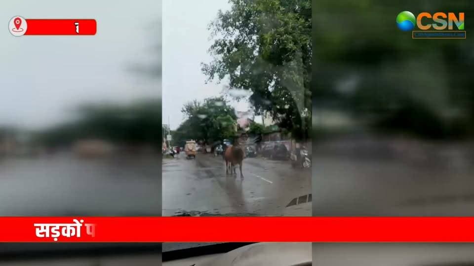 शहर की सड़कों पर आए दिन घूमते नजर आने वाले गोवंश को अब सुरक्षित ठिकाना मिलने जा रहा है। नगर निगम हरिद्वार की ओर से सराय क्षेत्र में करीब 800 गोवंश की क्षमता वाली गौशाला तैयार की गई है। यहां सड़कों पर घूमने वाले गोवंश को रखा जाएगा, ताकि उन्हें वाहनों की चपेट में आने से बचाया जा सके।
हरिद्वार की सड़कों पर अक्सर गोवंश झुंड के रूप में दिखाई देते हैं। कई बार ये सड़क के बीचों-बीच बैठ जाते हैं या अचानक वाहनों के सामने आ जाते हैं। इससे हादसों का खतरा बना रहता है। इन हादसों में कई बार वाहन चालक और राहगीर घायल होते हैं, तो कई बार गोवंश भी अपनी जान गंवा देते हैं।
ऐसे में नगर निगम की ओर से तैयार की गई यह गौशाला सिर्फ गोवंश को सड़क से हटाने की व्यवस्था नहीं, बल्कि इंसानों और बेजुबान जानवरों दोनों की सुरक्षा की दिशा में एक जरूरी कदम माना जा रहा है।
नगर निगम का उद्देश्य है कि सड़कों पर खुले में घूमने वाले गोवंश को पकड़कर गौशाला में सुरक्षित रखा जाए। इससे एक तरफ जहां यातायात व्यवस्था बेहतर होगी, वहीं दूसरी तरफ गोवंश भी सड़क हादसों से बच सकेंगे।
नगर निगम आयुक्त आईएएस नंदन कुमार ने बताया कि सड़कों पर घूमने वाले गोवंश के कारण होने वाली समस्याओं को देखते हुए सराय में 800 क्षमता की गौशाला तैयार की गई है। यहां गोवंश को सुरक्षित रखने की व्यवस्था की जाएगी और नगर निगम की टीम इसके लिए आवश्यक कार्रवाई करेगी।
#गौ #गौवंश #गौसेवा #गौसेवक #नगरनिगम #नगरनिगमहरिद्वार #हरिद्वार #गौसेवाआयोग
