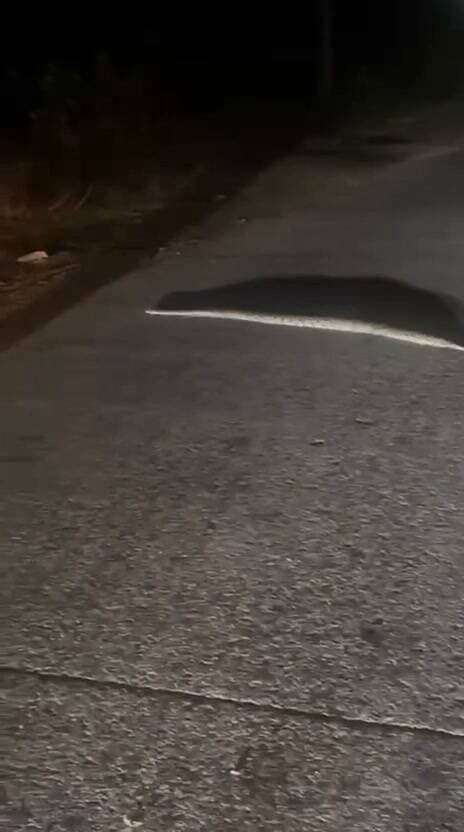 काली माता रपटा पर सड़क पार करता दिखा विशाल अजगर, राहगीरों ने बनाया वीडियो
रात 10 बजे सिरसौद-पिछोर मार्ग पर अचानक नजर आया अजगर, राहगीरों को सावधानी से वाहन चलाने की दी सलाह
सिरसौद। शिवपुरी जिले के अमोला थाना क्षेत्र में सोमवार की रात सिरसौद-पिछोर सड़क मार्ग पर उस समय राहगीरों के बीच कौतूहल की स्थिति बन गई, जब काली माता रपटा के पास सड़क पर एक विशाल अजगर सांप दिखाई दिया। अजगर सड़क के एक किनारे से दूसरे किनारे की ओर जा रहा था। इसी दौरान वहां से गुजर रहे युवकों ने उसका वीडियो बना लिया, जो अब सोशल मीडिया पर वायरल हो रहा है। जानकारी के अनुसार अमित गुप्ता और हर्षित गुप्ता सोमवार की रात करीब 10 बजे अपने दोस्तों के साथ होटल पर खाना खाने के बाद सिरसौद-पिछोर सड़क मार्ग से अपने गांव की ओर लौट रहे थे। जैसे ही वे काली माता रपटा के पास पहुंचे, उनकी नजर सड़क पर जा रहे एक बड़े अजगर पर पड़ी। अजगर धीरे-धीरे सड़क पार कर रहा था। अचानक सामने आए अजगर को देखकर युवकों ने वाहन रोककर कुछ दूरी से उसका वीडियो बना लिया। अमित गुप्ता ने अजगर का वीडियो सोशल मीडिया पर पोस्ट करते हुए लोगों से अपील की कि रात के समय इस मार्ग से गुजरते समय विशेष सावधानी बरतें। खासकर काली माता रपटा और आसपास के क्षेत्र में वाहन चलाते समय सड़क पर नजर बनाए रखें, क्योंकि बरसात के मौसम में सांप और अन्य जीव-जंतु अपने सुरक्षित ठिकाने की तलाश में अक्सर बाहर निकल आते हैं।ग्रामीणों के अनुसार बरसात के दिनों में खेतों, झाड़ियों और नदी-नालों के आसपास सांपों की गतिविधियां बढ़ जाती हैं। लगातार बारिश और पानी भरने के कारण सांप अपने ठिकानों से निकलकर सूखी और सुरक्षित जगह की तलाश में इधर-उधर जाते हैं। ऐसे में रात के समय सड़क पार करते हुए सांप दिखाई देना असामान्य नहीं है। ग्रामीणों ने वाहन चालकों से अपील की है कि रात के समय सिरसौद-पिछोर मार्ग पर विशेष सावधानी बरतें। सड़क पर कोई सांप या अन्य वन्यजीव दिखाई देने पर उसके पास जाने या उसे छेड़ने के बजाय सुरक्षित दूरी बनाए रखें, ताकि किसी तरह की अप्रिय घटना न हो।