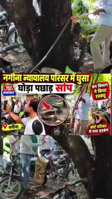नगीना न्यायालय परिसर में घुसा घोड़ा पछाड़ सांप,वन विभाग ने किया रेस्क्यू#asm_news